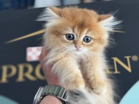 Golden longhair british yavrumuzu canlı görün