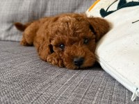 Görüntülü Aramaya Açık Toy Poodle Yavrum