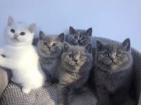 Gri Brıtısh Shorthair Yavrularım
