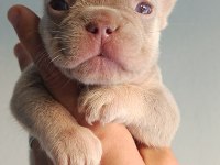 NEW SHADE İSABELLA AND TAN ERKEK FRENCH BULLDOG YAVRU