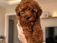 Garantili toy poodle ev üretimi orjinal