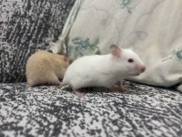 Birbirinden güzel hamster bebekler