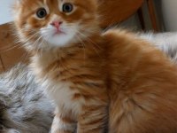 Full Şecereli Maine Coon Ünvanlı Ebeveynlerden