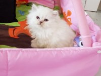 Scottish straight ve scottish fold yavrular