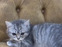 British Shorthair Yavrular Yeni Yuvalarını Arıyorlar
