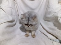 British longhair (aşırı sakin)