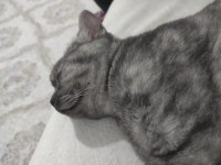British shorthair duman uyguna sahiplendirilecek
