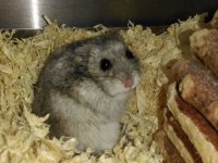 HAMSTER GONZALES YAVRULARIMIZ HERYERE GÖNDERİM
