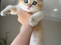 Ankaranın en elit golden british shorthair yavruları