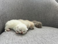 British Shorthair Yavrularım Yuvalarını Bekliyor