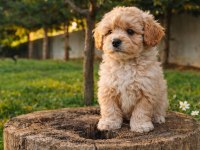 SUPER FİYATLARA GERÇEK MALTİPOO YAVRULAR