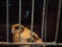 Bu senenin yavrusu bakıcı kanaryalar toptan