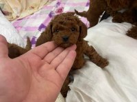 KORE RED POODLE BEBEKLER HAFTAYA HAZIR