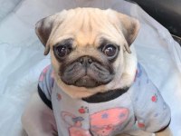 Safkan orjinal pug yavruları