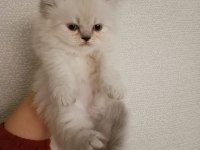 İran Persian yavrularımız