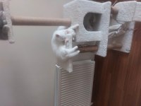 Safkan British Shorthair Kedisi