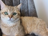 British shorthair golden