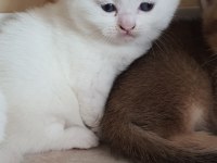 British shorthair beyaz pamuk gibi yavrular