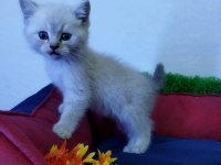 MUHTEŞEM GÜZELLİKTE BRİTİSH SHORTHAİR YAVRU KEDİLER
