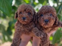 Show Cllas Red Brwon Bebek Yüz Toy Poodle Yavrular