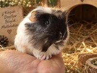 Safkan Coronet Yavru Ginepig