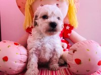 Orijinal Maltipoo Yavru
