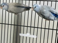 Forpus Takım (Blue Fallow, Pied)