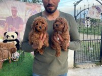 Toy Poodle red brown mini boy yavrular