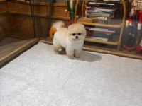 Orjinal Pomeranian Boo