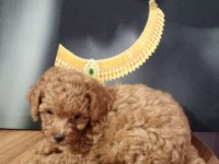 Çok Tatlı, Orijinal Toy Poodle Yavrusu