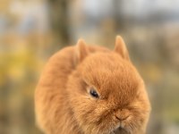 Netherland dwarf cüce tavşan yavruları