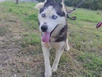 HUSKY KÖPEĞİMİZE YENİ YUVA ARIYORUZ