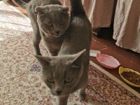 British Shorthair 3,5 Yaşında