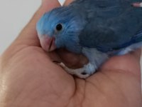 Violet Erkek Forpus Cep Papağanı