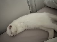 Kedimiz mia için güzel bir yuva arıyoruz
