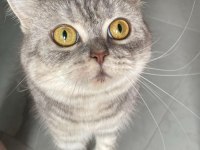 British shorthair yavrumuza yeni bir aile arıyoruz