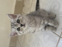 3 aylık dişi kedimiz
