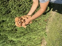 Toy poodle minyatür 0 numara