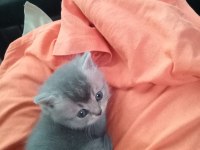 British Shorthair Yavrumuz 1 Aylık