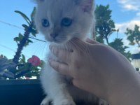 Kuru mama ve tuvalet eğitimli british shorthair