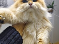 ÜST DÜZEY SAFKAN GOLDEN NY12 SUPER LONGHAİR ERKEK KEDİM