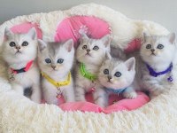 Bu kalite hiçbir yerde yok! Silver beitish shorthair 