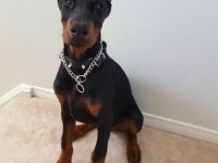 HEYBETLİ ESTETİKLİ DOBERMAN SAĞLIK ve ırk GARANTİLİ