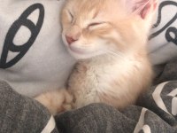 Kedi karamel