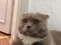 Çok tatlı 1.5 yaşında bir erkek scottish fold