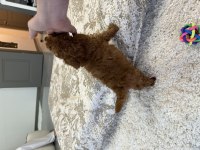 Kore toy ve tea cup poodle