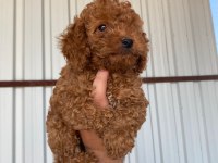 2 AYLIK ERKEK/DİŞİ TOY POODLE