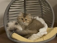 Aşıları bitti uygun british longhair