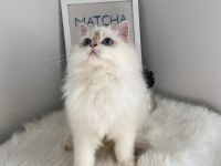 British Shorthair ve British Longhair Safkan Yavrular