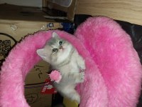 44 günlük scottish fold bebekler